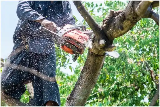 tree services Hallettsville